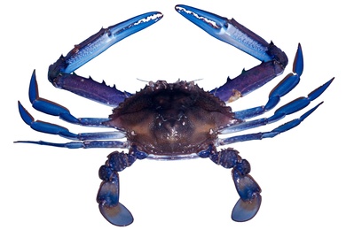 RecFish SA Backs DRFC Call for Recreational-Only Blue Crab Zones in 2015