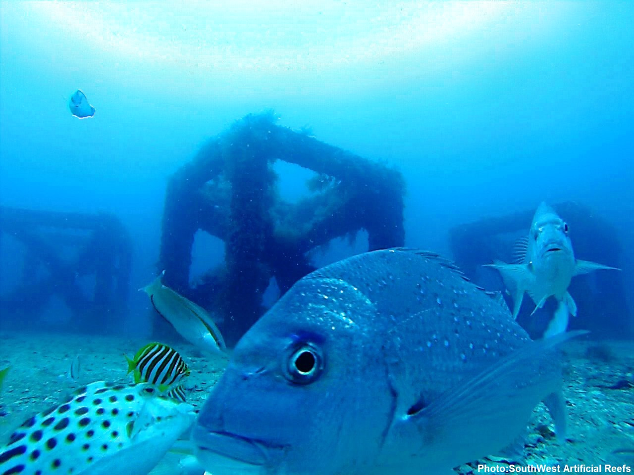 Pic: South West Artificial Reefs/ Recfishwest