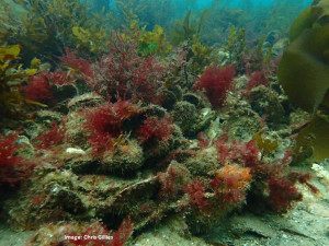 $1M  Boost for New Reef Construction on Yorke Peninsula