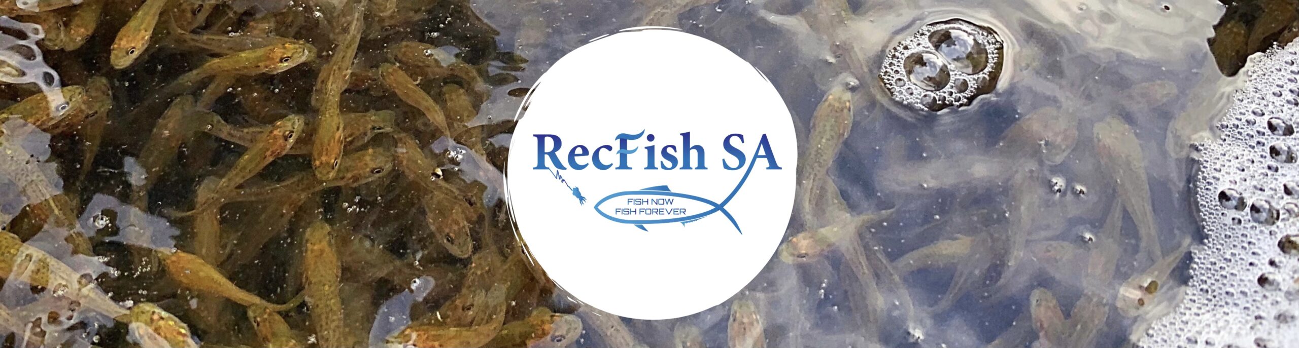 RecFish SA set to propose licences in South Australia but state government  won't rush - ABC News